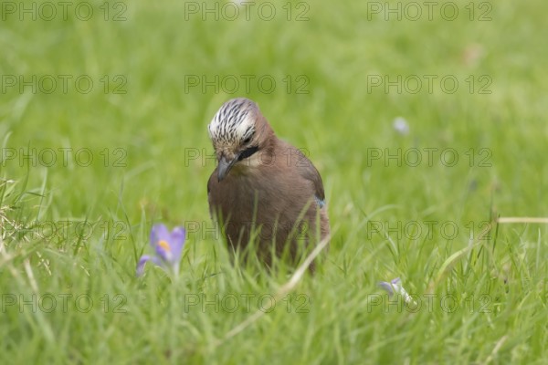 Eurasian jay (Garrulus glandarius) adult bird on a garden lawn with flowering Crocus flowers in