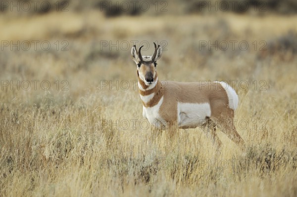 Pronghorn or pronghorn (Antilocapra americana), male, Yellowstone National Park, Wyoming, USA,