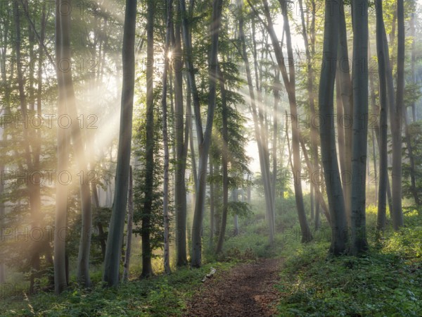 Hiking trail through natural green beech forest in the morning light, the sun shines through the