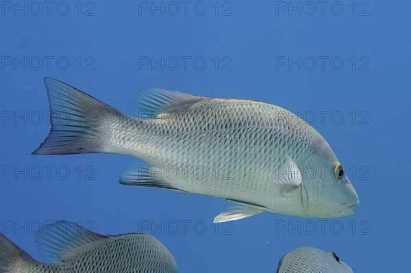 Mangrove red snapper (Lutjanus argentimaculatus), dive site House Reef, Mangrove Bay, El Quesir,