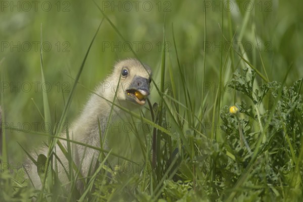 Greylag goose (Anser anser) juvenile baby gosling bird feeding on a Buttercup flower in grassland,