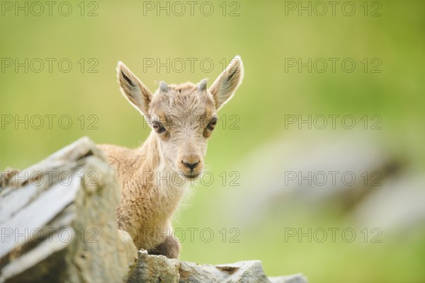 Alpine ibex (Capra ibex) youngster, lying on a rock, wildlife Park Aurach near Kitzbuehl, Austria,