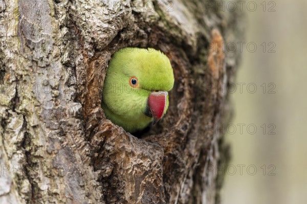 Rose-ringed parakeet (Psittacula krameri) looking out of its breeding den, wildlife, Germany,