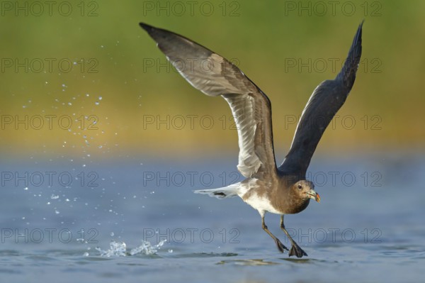 Hemprich's Gull, (Larus hemprichii), medium sized, rusty brown, flight photo, Raysut, Salalah,