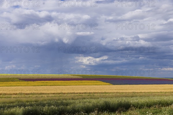 The Gert Harz farm near Lommatzsch propagates wild plants on a total of 70 hectares, Agriculture,