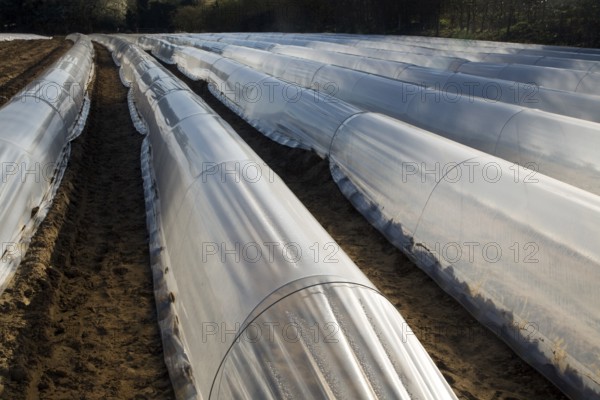 Plastic sheeting cloches protecting early vegetable crop in field, Hollesley, Suffolk, England,