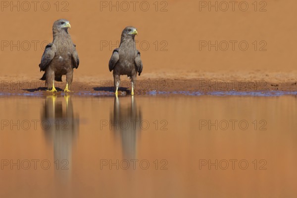 Black Kite, (Milvus aegyptius), Morgan Kunda lodge / road to Kat, Jajari, North Bank, Gambia,