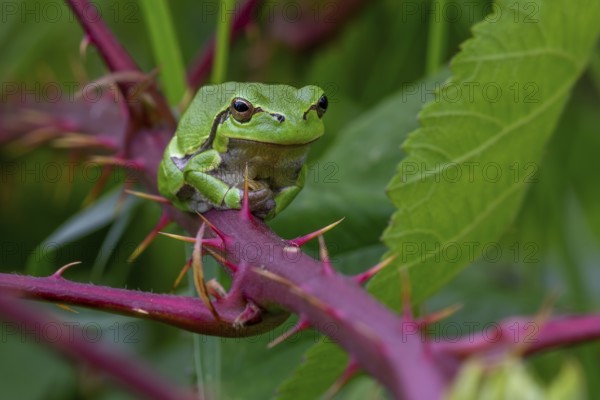 European tree frog (Hyla arborea, Rana arborea) sunning on prickly stem of bramble bush in spring,