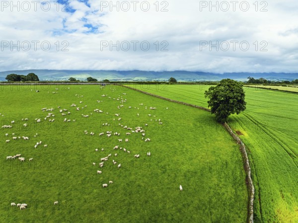 Farms and Fields over River Eden and River Eamont from a drone, Cumbria, England, United Kingdom,