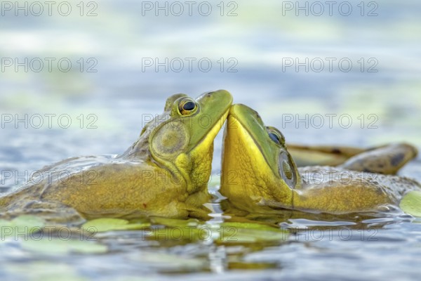 Bull frogs Lithobates catesbeianus. Male bull frogs fighting during the breeding season. La