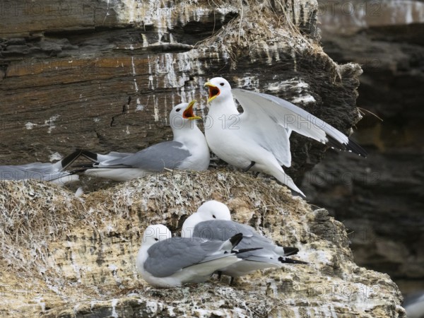 Black-legged kittiwake (Rissa tridactyla), greeting ceremony of pair at nest in breeding colony, on