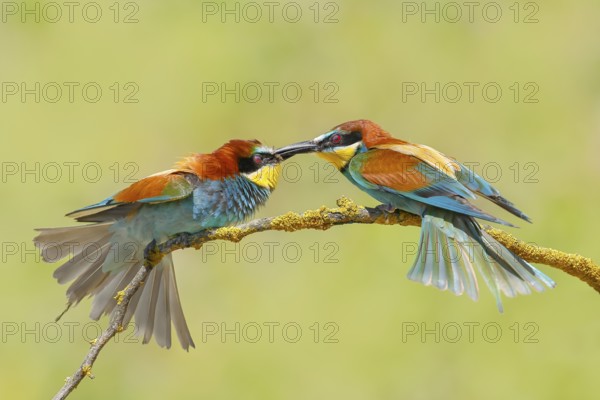 Bee-eater (Merops apiaster) pair arguing violently on a branch, couple, wildlife, animals, birds,