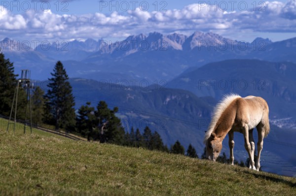 Haflinger horses, foal (Equus ferus caballus) on the pasture, mountain meadow, Vigiljoch near Lana,