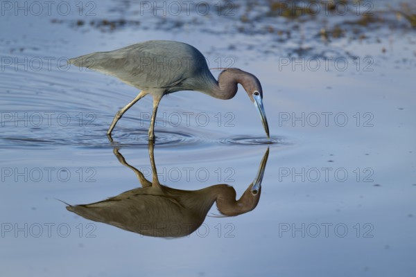 Great Blue Heron (Egretta caerulea), Black Point Wildlife Drive, Titusville, Florida, USA, North