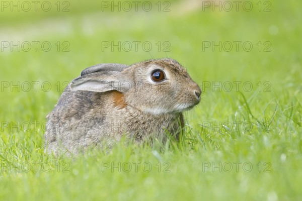 Wild rabbit (Oryctolagus cuniculus), in a meadow, adult, alert, wildlife, mammal, Baltic Sea coast,