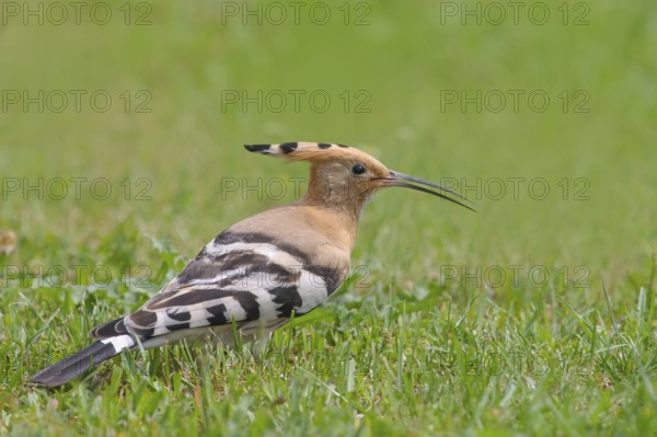 Hoopoe (Upupa epops) standing in the grass, wildlife, animals, birds, migratory bird, Siegerland,