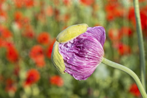 Just opening flower bud of the blue poppy (Papaver somniferum), in the background the red