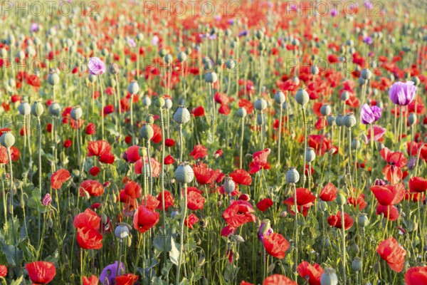 Capsules and individual flowers of the blue poppy (Papaver somniferum) in a field, with the red