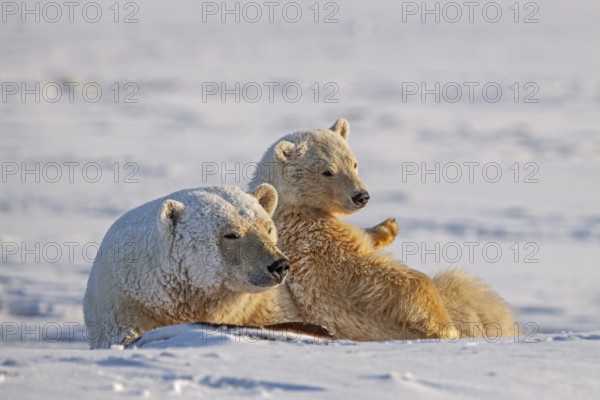 Polar bears (Ursus maritimus), polar bear mother and young in the snow, Kaktovik, Arctic National