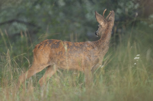 European roe deer (Capreolus capreolus), roebuck changing from winter coat to summer coat,
