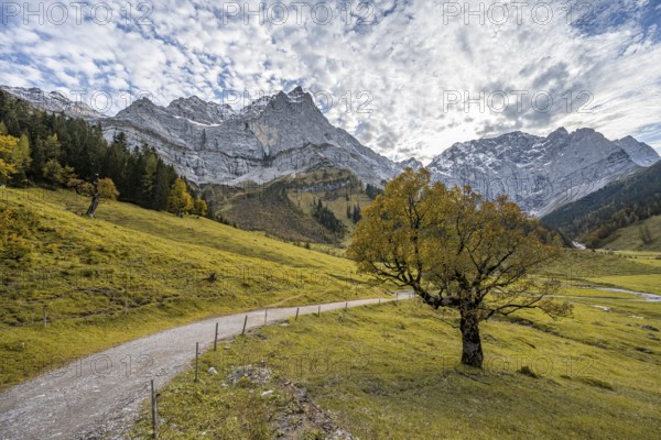 Maple tree with autumn leaves, autumn landscape in Rißtal with Spritzkarspitze, Großer Ahornboden,