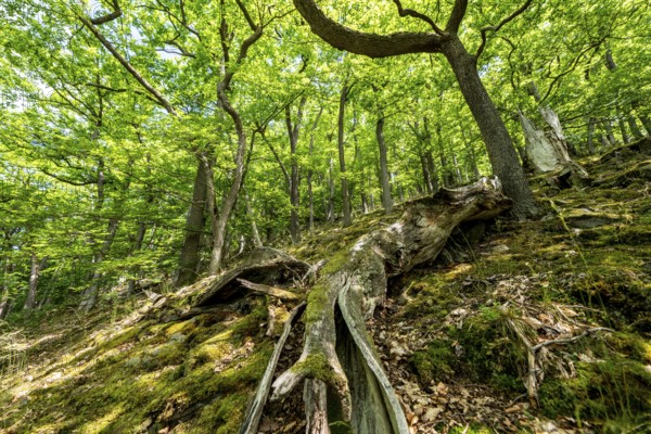 The Knorreichenstieg, part of the Urwaldsteig Edersee hiking trail, in the Kellerwald-Edersee