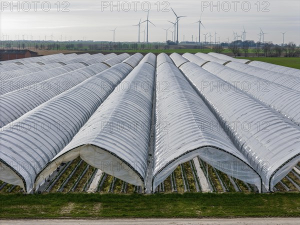 Open field strawberry cultivation in a foil greenhouse, young strawberry plants growing, near