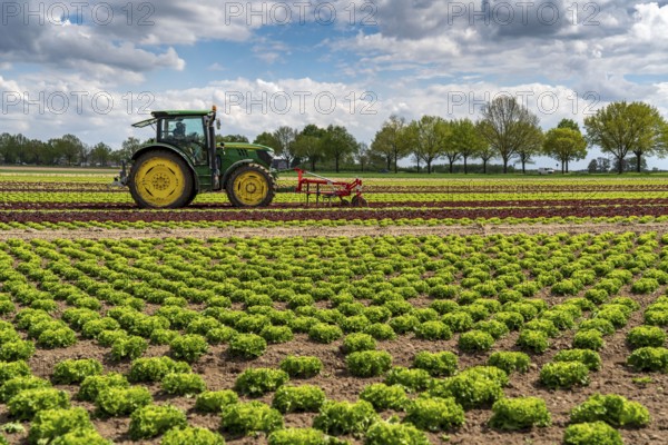 Agriculture, lettuce growing in a field, Lollo Bionda and Lollo Rossa, in long rows of plants,