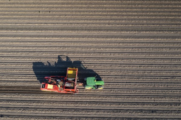 Potato harvesting, so-called split harvesting method, first the tubers are taken out of the ground