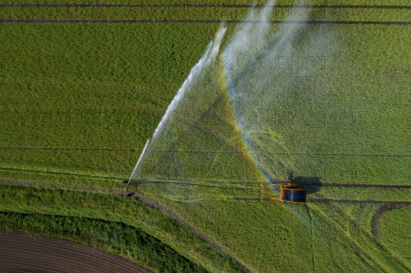 Irrigation of a wheat field on the Lower Rhine, with a mobile irrigation machine, large-area