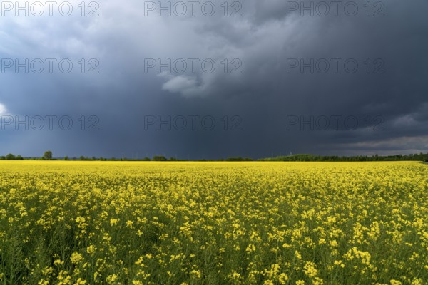 Thunderclouds over the Rhenish lignite mining area, rape field, North Rhine-Westphalia, Germany,