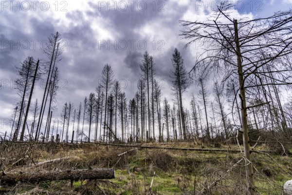Dead spruce trees, broken by wind, lying in disarray, forest dieback in the Arnsberg Forest nature