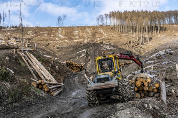 Cleared forest area north of the village of Öventrop, district of Arnsberg, dead spruce stands were