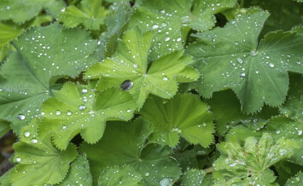 Lady's mantle (Alchemilla mollis) with raindrops, Lower Rhine, North Rhine-Westphalia, Germany,