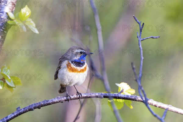 Red-throated Bluethroat or Tundra Bluethroat (Luscinia svecica), adult male sitting on a branch,