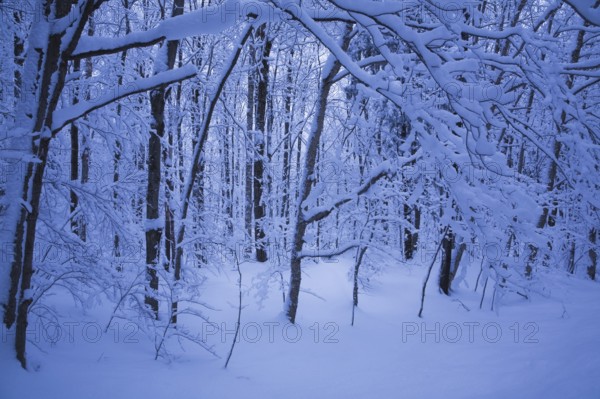 Forest of silhouetted deciduous trees and branches covered with heavy snow, Eastern Townships,