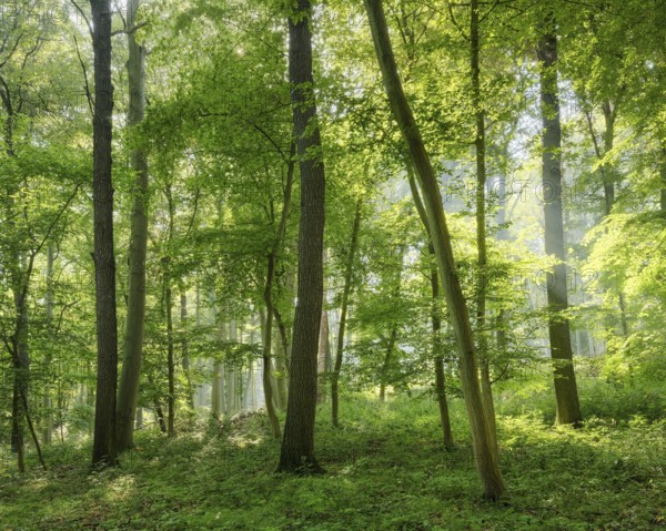 Natural mixed forest of oaks and beeches in the morning light, the sun shines through the morning