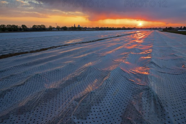 A covered asparagus field at sunrise, Erpolzheim, Bad D¸rkheim district, Rhineland-Palatinate,