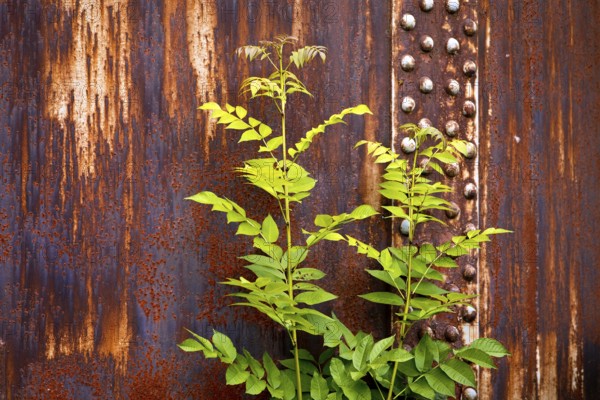 Green plant in front of rusty steel, industrial nature in the disused Hansa coking plant, Dortmumd,