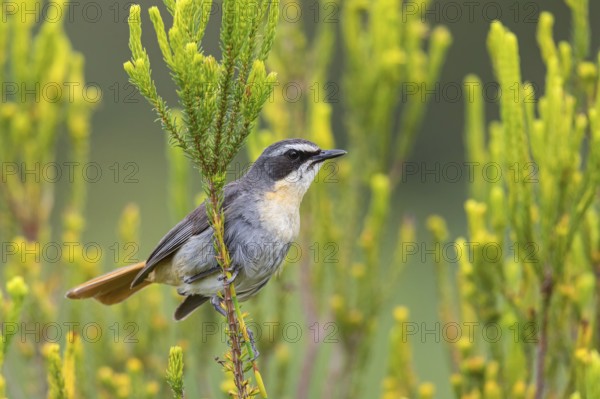 Cossypha caffra, family of flycatchers, Underberg surroundings, Underberg, KwaZulu-Natal, South