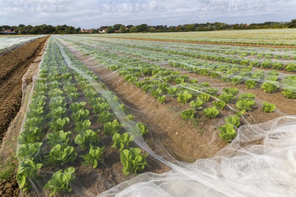 Rows of lettuce crop protected by netting growing in field, Bawdsey, Suffolk, England, UK