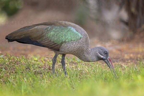 Hagedash (Bostrychia hagedash) Family of ibises and spoonbills, foraging, poking in the ground,