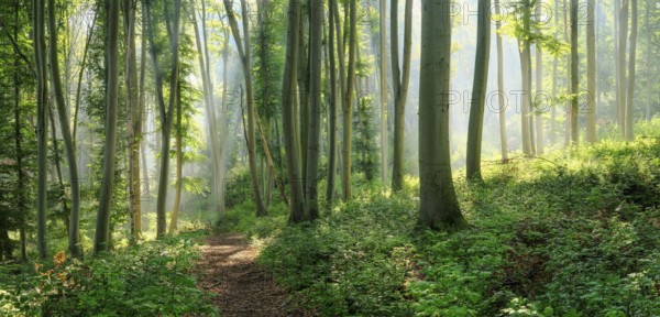 Hiking trail through natural green beech forest in the morning light, the sun shines through the