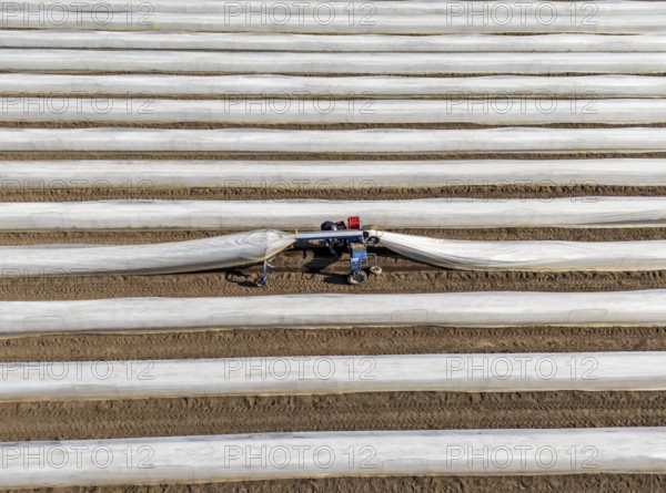 DefaultAsparagus harvest on the Lower Rhine, near Wesel, asparagus field under thermo foil, for