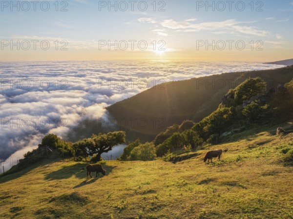 Aerial view of sunrise above clouds and green hills with cows grazing at Fanal mountain, Madeira