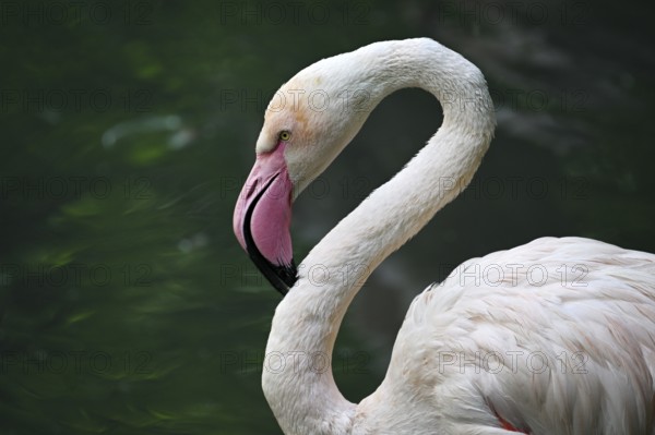 Close up portrait of greater flamingo (Phoenicopterus roseus), captive