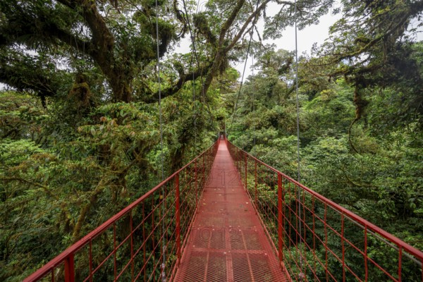 Red suspension bridge between the treetops in the rainforest, Monteverde cloud forest, Monte Verde,
