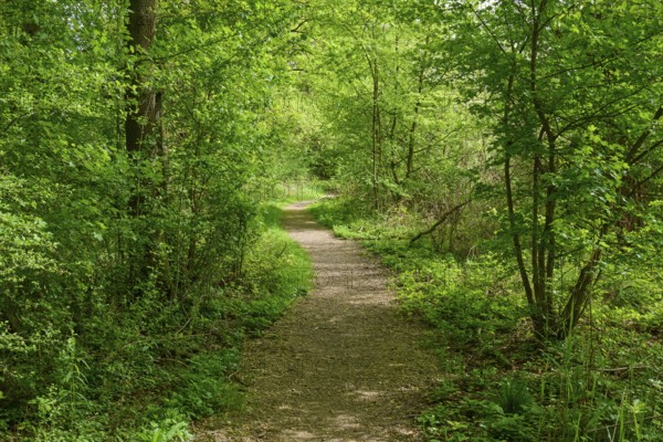 A quiet path surrounded by green trees and blooming flowers on a sunny spring day, Kinzigaue,