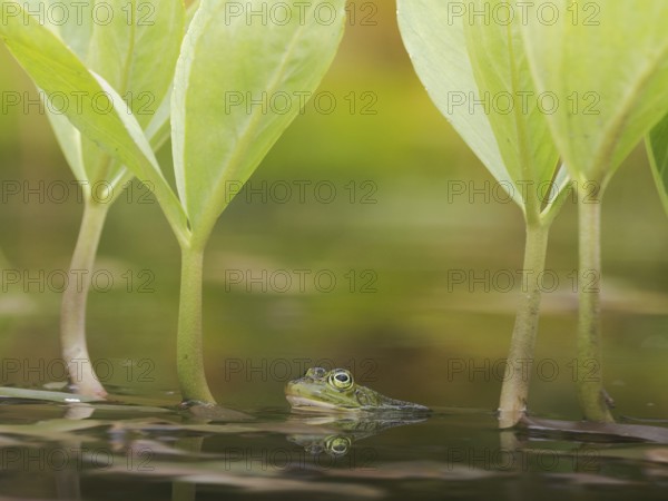 Green frog (Pelophylax esculentus) in a pond with reflection, North Rhine-Westphalia, Germany,