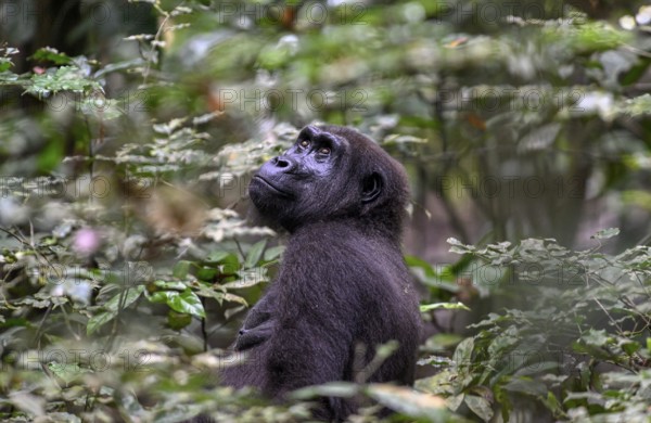 Western lowland gorilla (Gorilla gorilla gorilla), female, Loango National Park, Parc National de